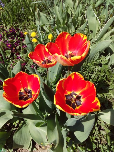  - AAAAA_LALELE 2016_2017_2018_2019