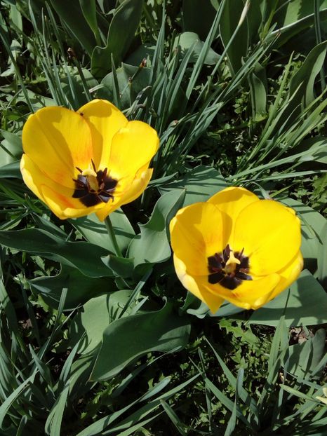  - AAAAA_LALELE 2016_2017_2018_2019