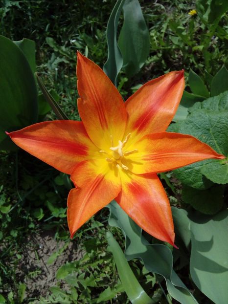  - AAAAA_LALELE 2016_2017_2018_2019