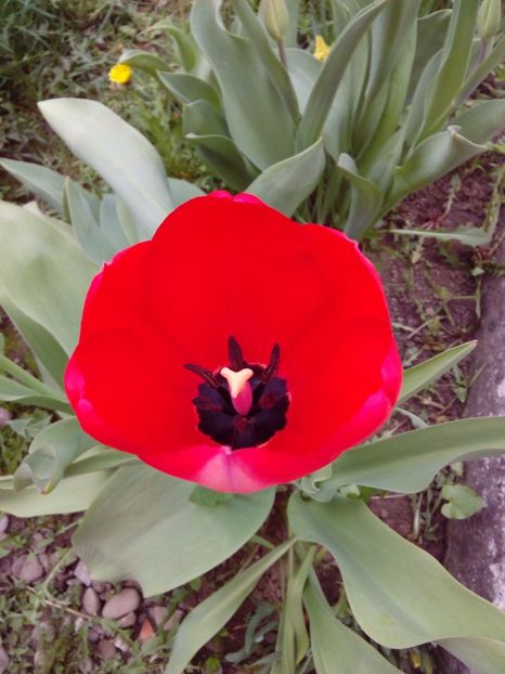  - AAAAA_LALELE 2016_2017_2018_2019