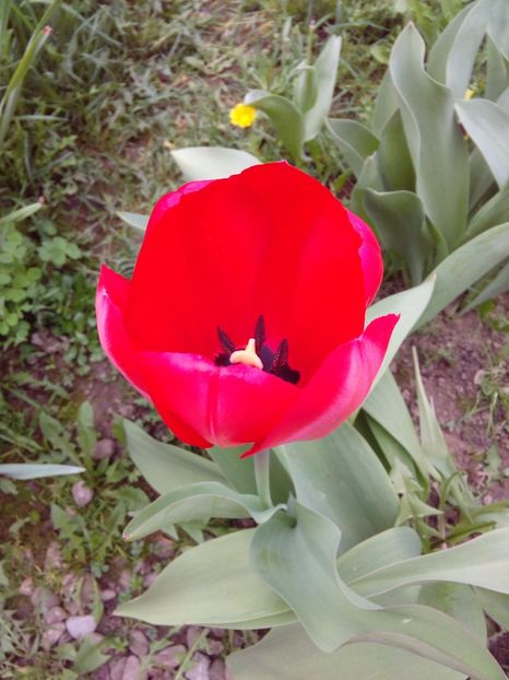  - AAAAA_LALELE 2016_2017_2018_2019