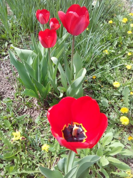  - AAAAA_LALELE 2016_2017_2018_2019