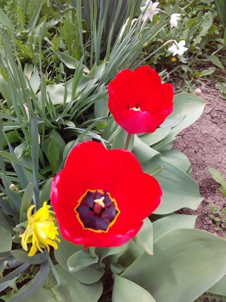  - AAAAA_LALELE 2016_2017_2018_2019