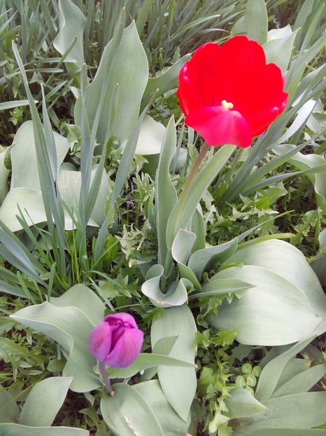  - AAAAA_LALELE 2016_2017_2018_2019