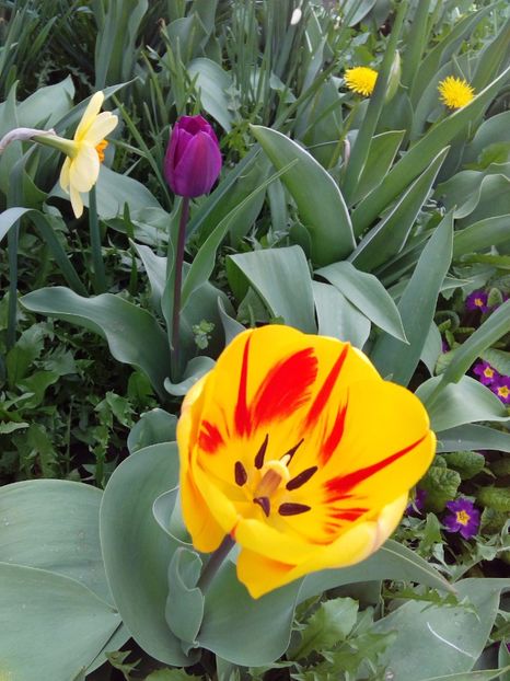  - AAAAA_LALELE 2016_2017_2018_2019