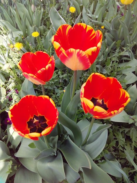  - AAAAA_LALELE 2016_2017_2018_2019