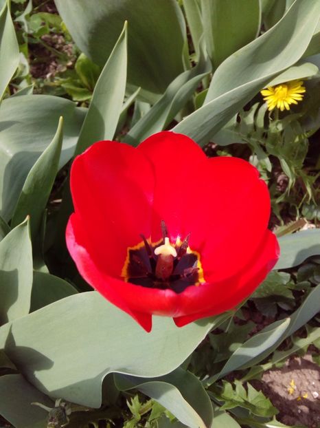  - AAAAA_LALELE 2016_2017_2018_2019