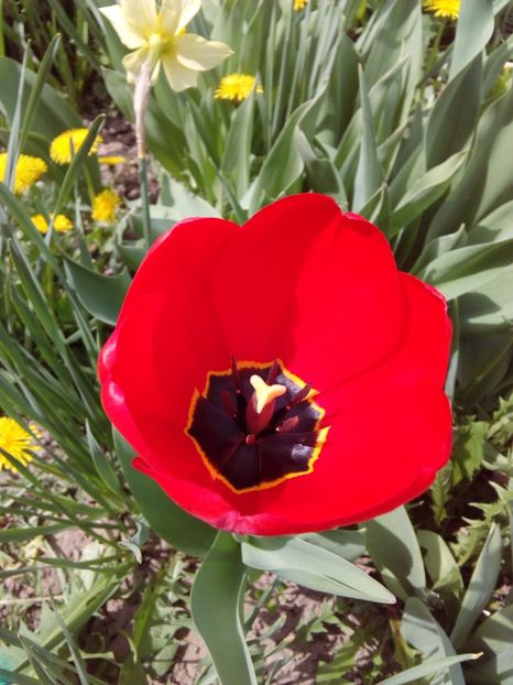  - AAAAA_LALELE 2016_2017_2018_2019