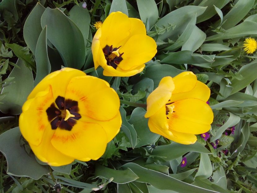  - AAAAA_LALELE 2016_2017_2018_2019