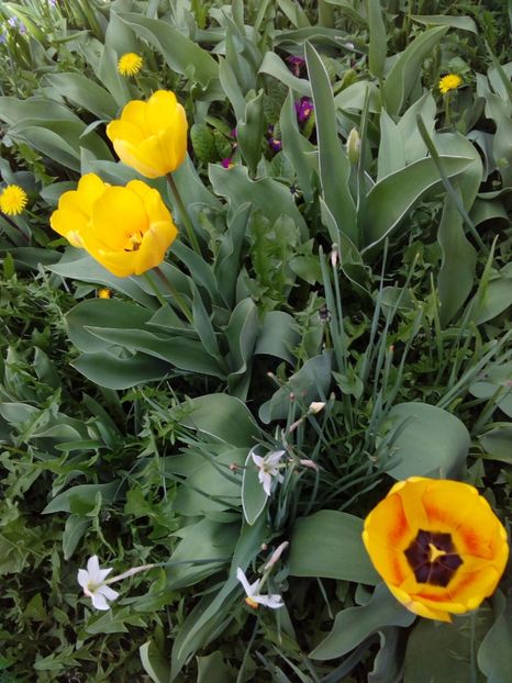  - AAAAA_LALELE 2016_2017_2018_2019