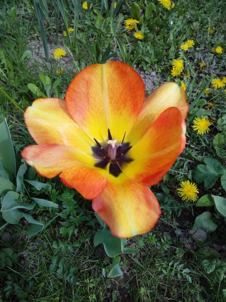  - AAAAA_LALELE 2016_2017_2018_2019