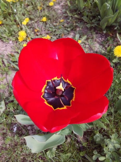  - AAAAA_LALELE 2016_2017_2018_2019