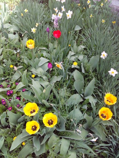  - AAAAA_LALELE 2016_2017_2018_2019