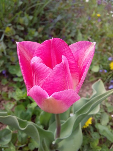  - AAAAA_LALELE 2016_2017_2018_2019