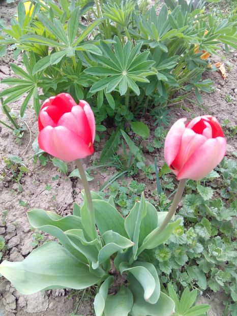  - AAAAA_LALELE 2016_2017_2018_2019