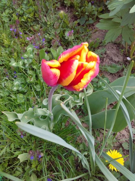  - AAAAA_LALELE 2016_2017_2018_2019