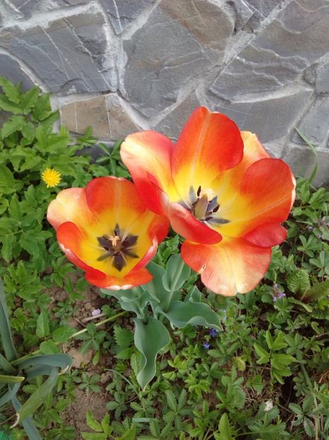  - AAAAA_LALELE 2016_2017_2018_2019