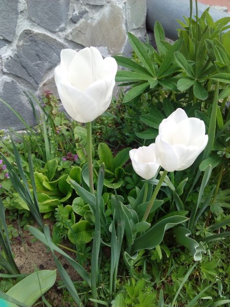  - AAAAA_LALELE 2016_2017_2018_2019