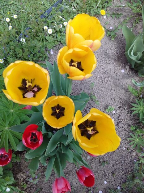  - AAAAA_LALELE 2016_2017_2018_2019