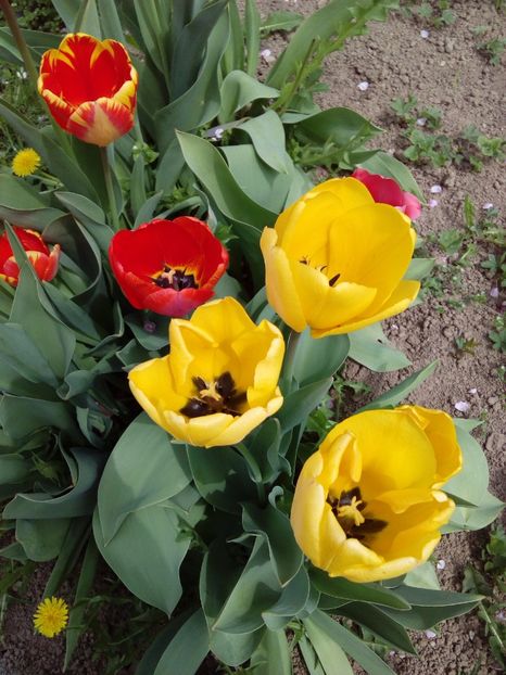  - AAAAA_LALELE 2016_2017_2018_2019