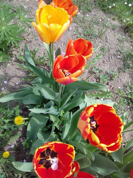  - AAAAA_LALELE 2016_2017_2018_2019