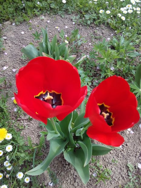  - AAAAA_LALELE 2016_2017_2018_2019