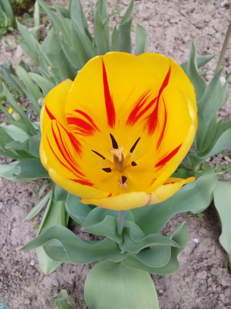  - AAAAA_LALELE 2016_2017_2018_2019