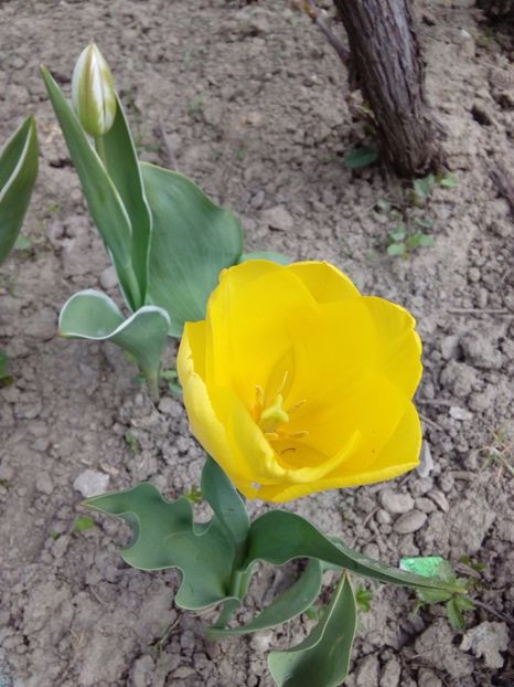  - AAAAA_LALELE 2016_2017_2018_2019