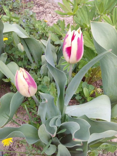  - AAAAA_LALELE 2016_2017_2018_2019