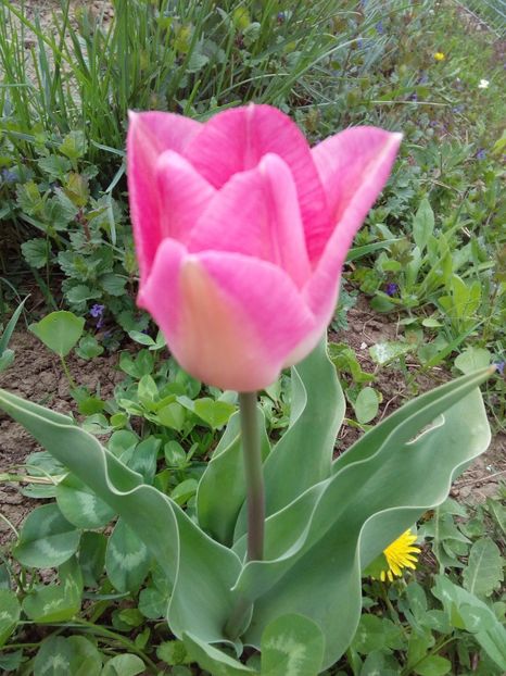  - AAAAA_LALELE 2016_2017_2018_2019