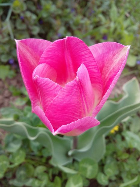  - AAAAA_LALELE 2016_2017_2018_2019