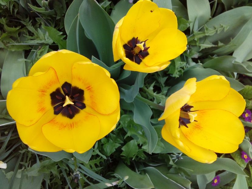  - AAAAA_LALELE 2016_2017_2018_2019