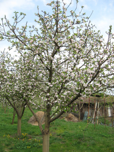 Picture 7793 - Flori de gradina 2015-2018