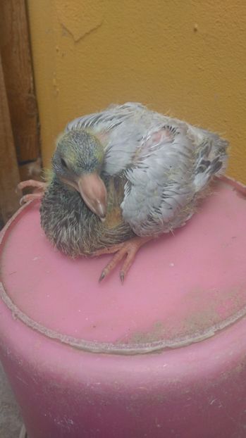 F - albastru cu trese - PERECHEA 03_Alb gulerat si fem Rosu ciocanit