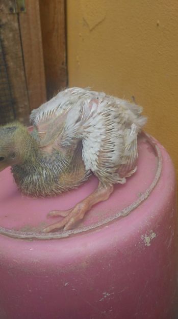 F- argintie cu trese - PERECHEA 03_Alb gulerat si fem Rosu ciocanit