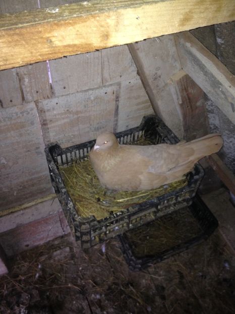 Femela Roman de la SergiuR - Porumbei Romani 2017