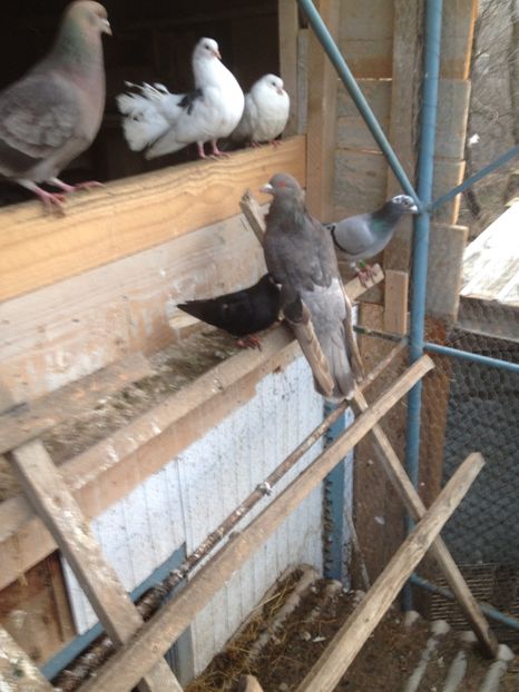 image - Porumbei Romani 2017