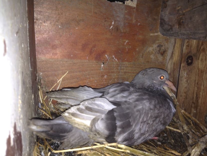 image - Porumbei Romani 2017