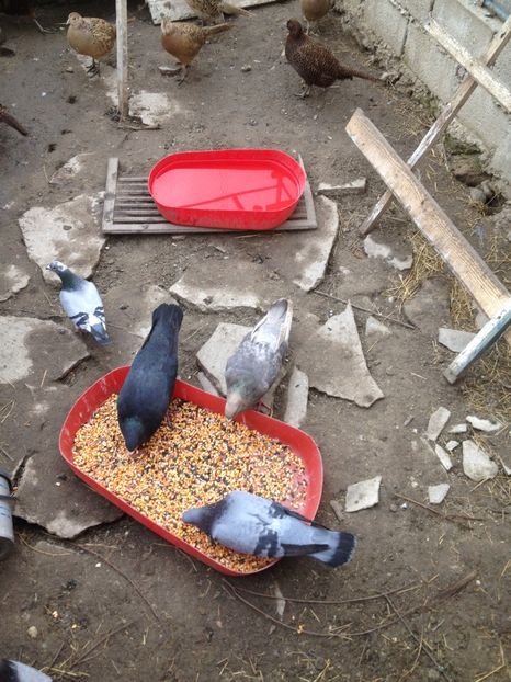 image - Porumbei Romani 2017