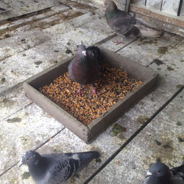 image - Porumbei Romani 2017