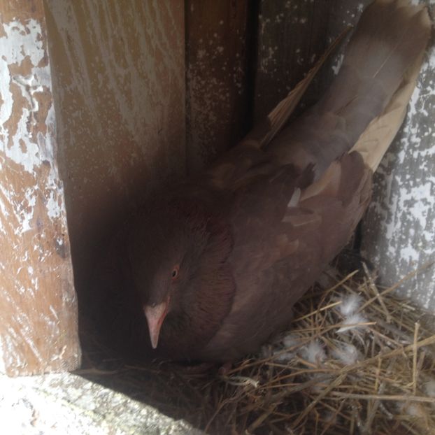 image - Porumbei Romani 2017