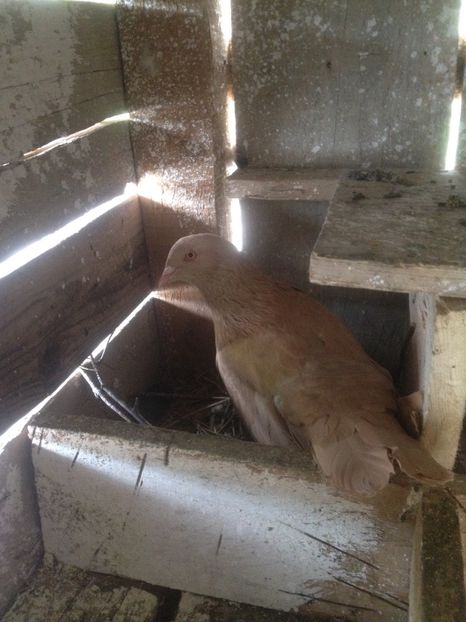 image - Porumbei Romani 2017