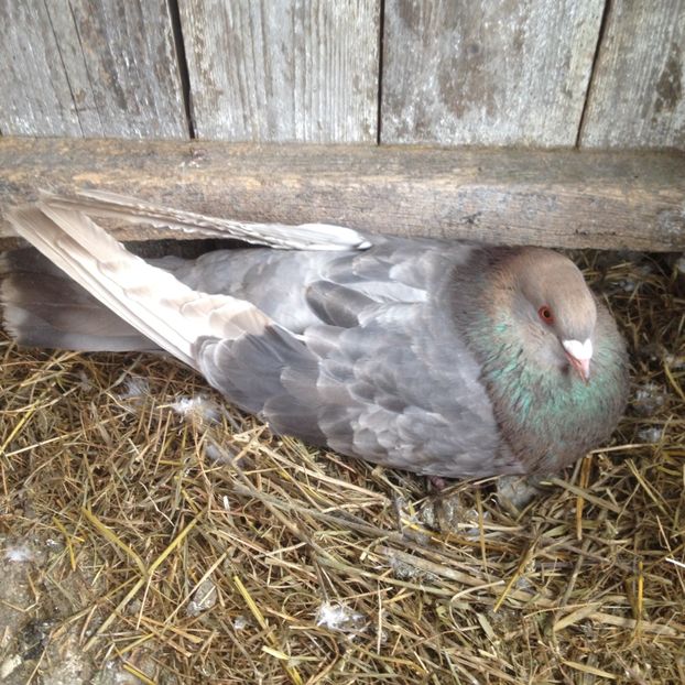 image - Porumbei Romani 2017