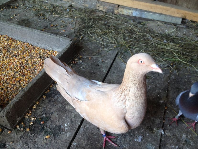 image - Porumbei Romani 2017