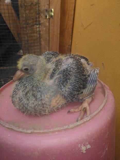 aceeasi F -  inel B 0480 - PERECHEA 08 -Alb gulerat si Rosie -pentru 2017