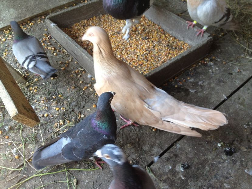 image - Porumbei Romani 2017