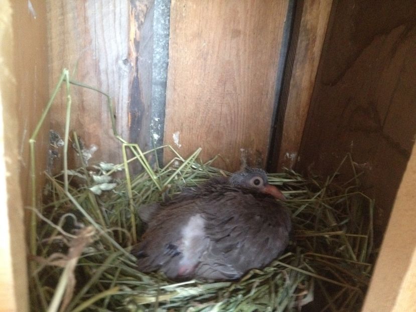 image - Porumbei Romani 2017