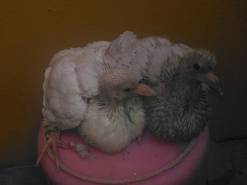 M+ F argintie - PERECHEA 12_Alb putin stropit si Rosu ciocanit_pentru 2017