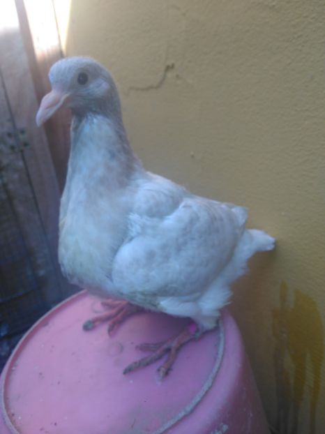 M - PERECHEA 11_Alb gulerat putin stropit si fem rosie