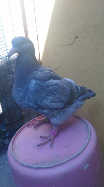 F - neagra - PERECHEA 11_Alb gulerat putin stropit si fem rosie